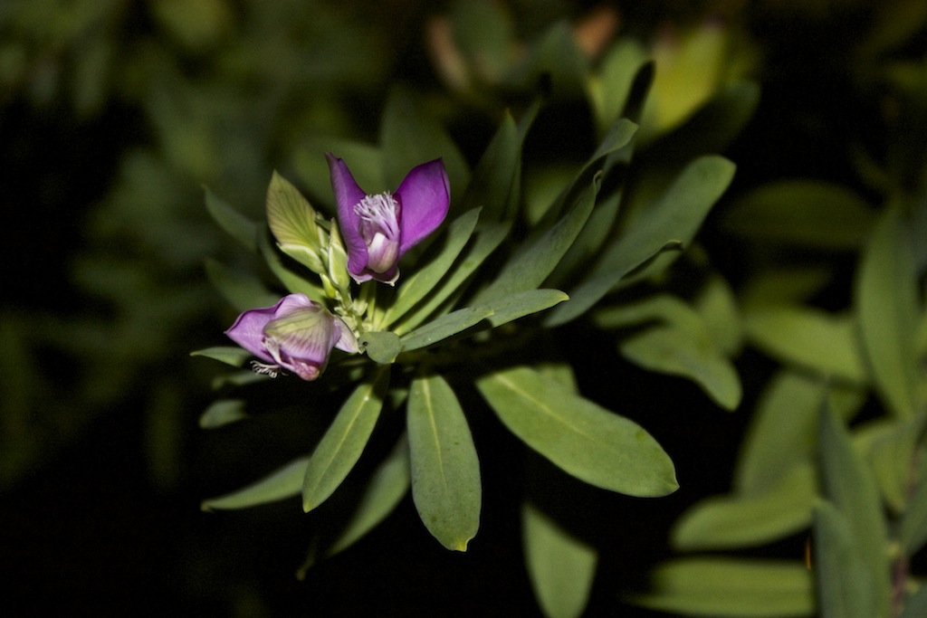 Polygala myrtifolia